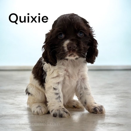 puppy, for, sale, Cockalier, Joe & Cherri  Overlease, dog, breeder, Miller, MO, dog-breeder, puppy-for-sale, forsale, nearby, find, puppyfind, locator, puppylocator, aca